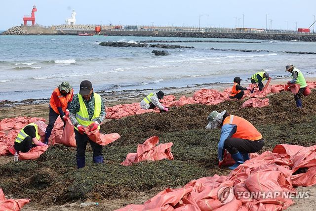 제주는 때아닌 미역과의 전쟁