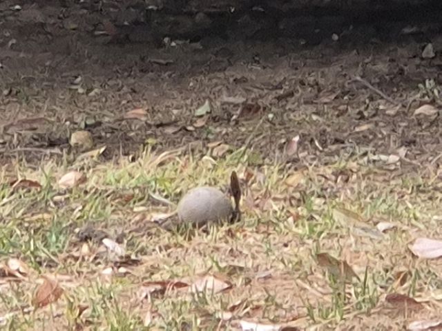 창원시청 앞 화단에서 발견된 최루탄