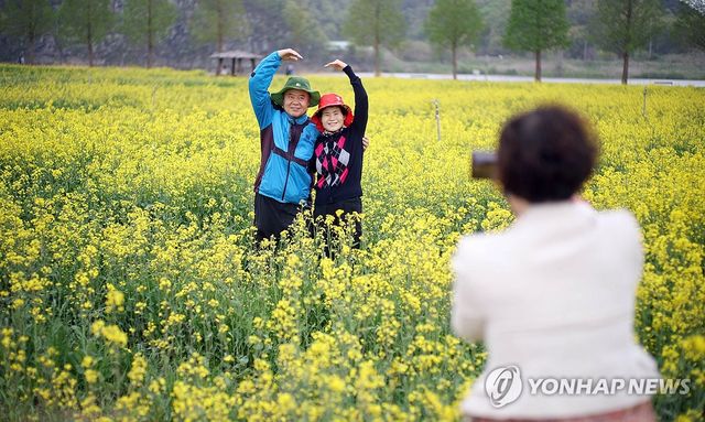 창녕 유채 추억