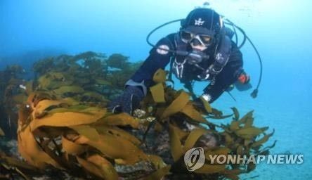 바다숲 점검 모습