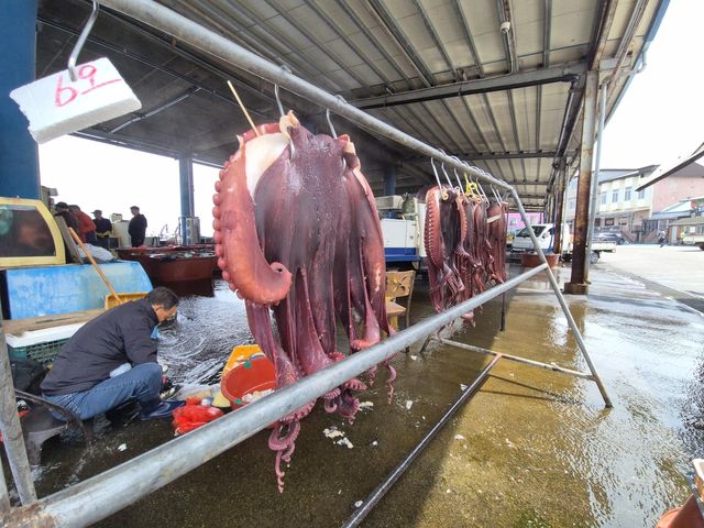 대문어 위판 중인 강원 고성군 대진항