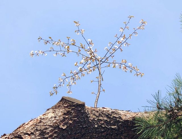 소나무에 핀 벚꽃