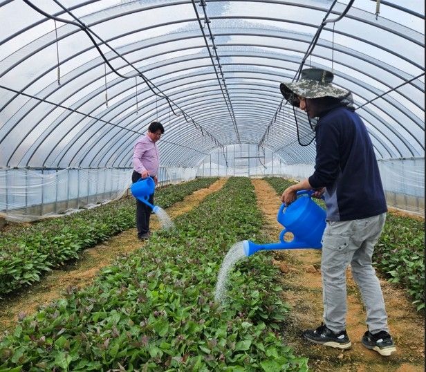 고구마 미생물 처리