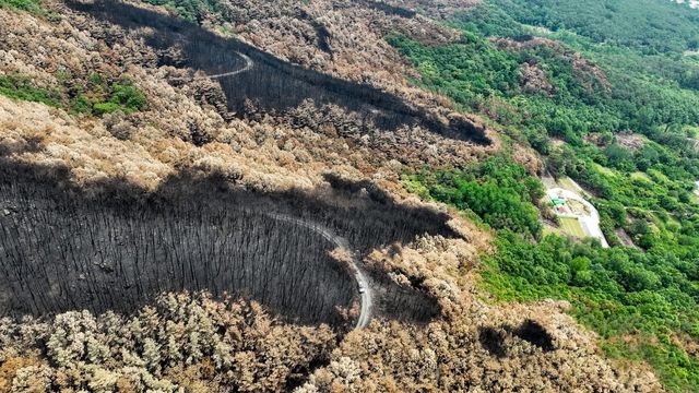 2022년 5월 밀양 산불 피해지 모습
