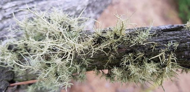 소나무 고목에 붙어 자라는 가시송라