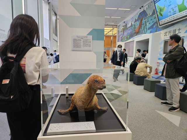 전시물인 강치 박제