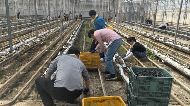 농촌 일손 돕기 중인 강원도 글로벌본부
