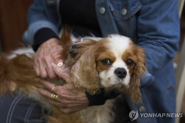 18개월만에 가자지구에서 집으로 돌아온 반려견