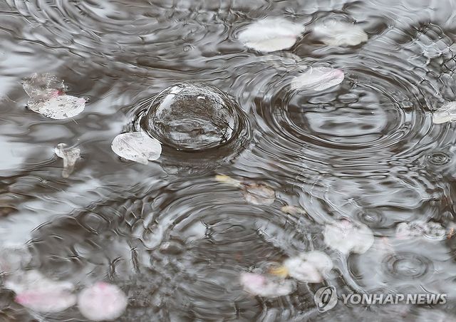 서울 시내 거리에서 벚꽃잎이 빗물에 떠내려가고 있다. [연합뉴스 자료사진]