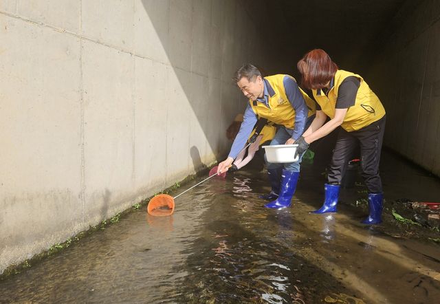 두꺼비 올챙이 구조 나선 김영길 울산중구청장과 봉사단체