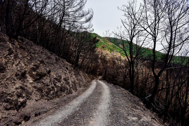 2022년 5월 밀양 산불 피해지 모습