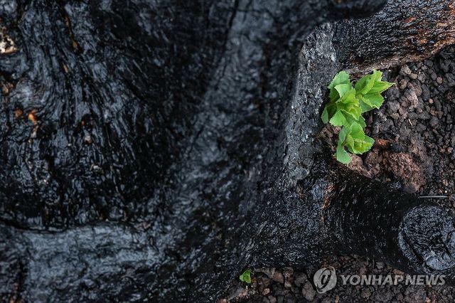 산불 지나간 자리 적시는 봄비