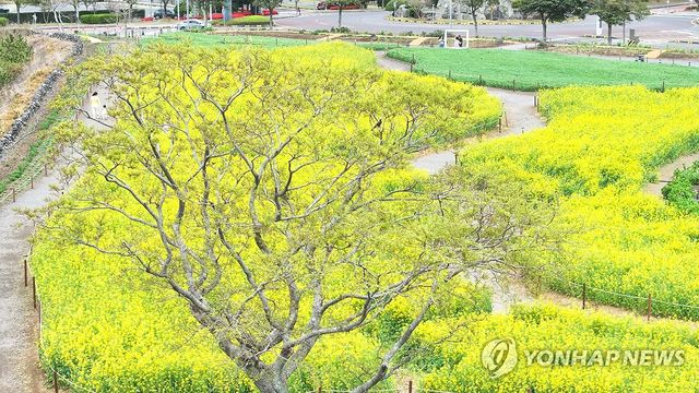 샛노란 봄의 정원에서