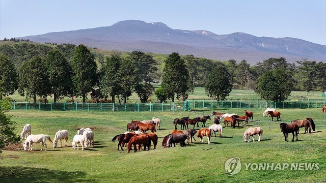 한라산 중턱의 제주마들