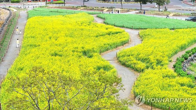 샛노란 봄의 정원에서