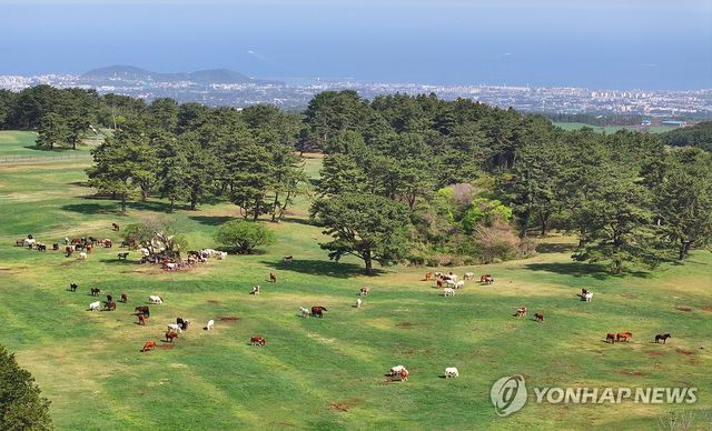 한라산 중턱의 제주마들