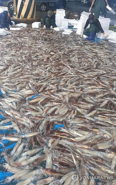 관식이가 잡던 오징어는 어디로…어획량 20만t 사라졌다 - 3