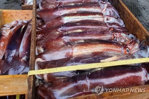관식이가 잡던 오징어는 어디로…어획량 20만t 사라졌다 - 1
