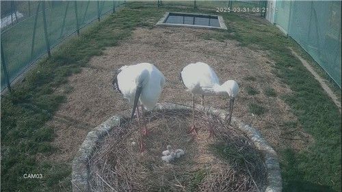 황새부부 돌봄 받는 새끼황새 3마리 