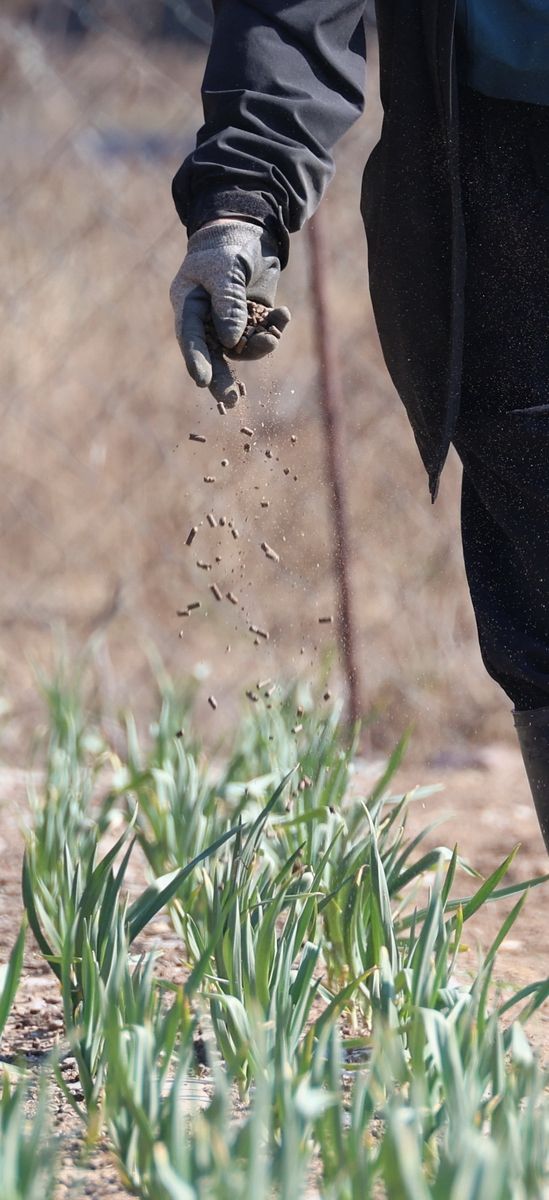 마늘 밭에 뿌리는 비료