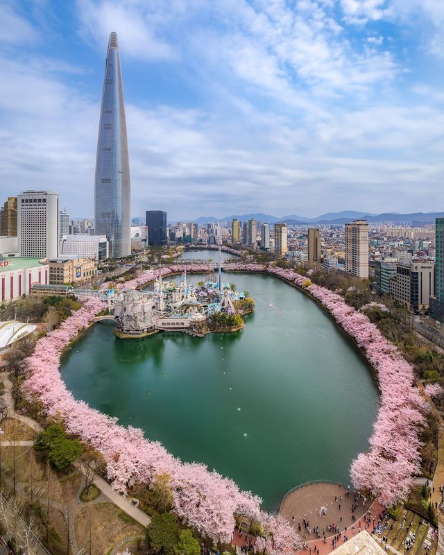 벚꽃 명소로 사랑받는 롯데월드타워와 석촌호수