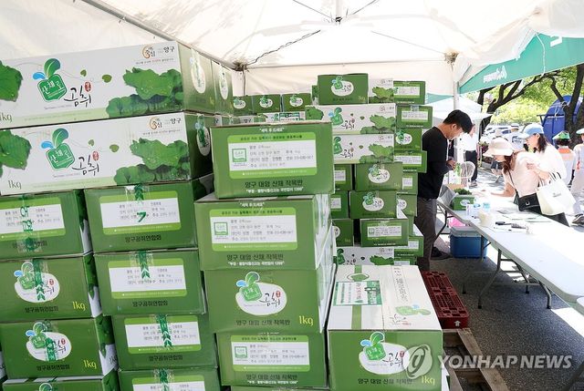 '2024 청춘양구 곰취축제' 개막