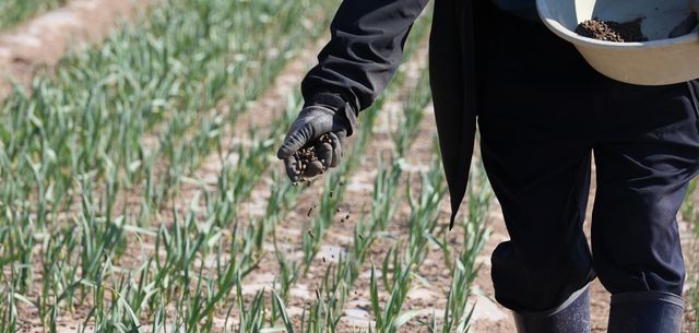 마늘 밭에 비료 뿌리는 주민