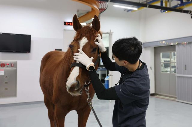 렛츠런파크 부산경남 수의사가 포나인즈 상태를 확인하고 있다.