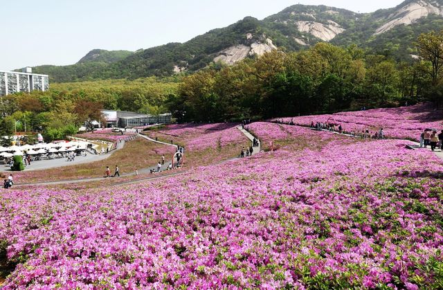 지난해 불암산 철쭉제