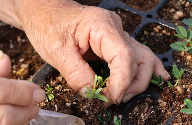 싹이 난 땅콩 옮겨심는 권오필 어르신