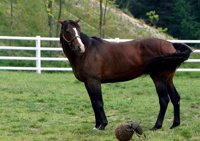 포나인즈와 쇠똥구리의 모습.