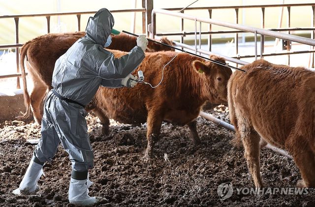 구제역 백신 접종