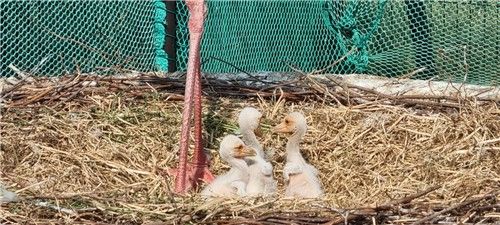 김해서 새끼 황새 3마리 부화 성공 