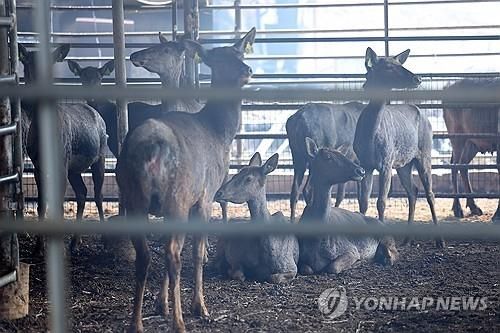 화마에 살아남은 사슴