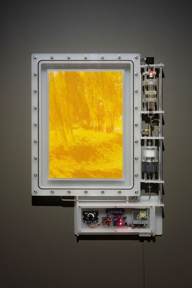 백정기,〈is of 두물머리 2024-1〉, 2025, 단풍잎과 코스모스 꽃에서 추출한 색소로 잉크젯 프린트, 에폭시 코팅, 아크릴 밀폐 챔버, 산소제거장치, 99x71x16(d)㎝[아라리오갤러리 제공. 재판매 및 DB 금지]