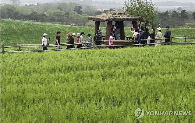 '폭싹 속았수다' 촬영지 고창 청보리밭