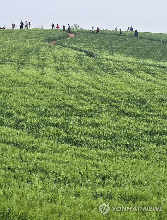 짙푸른 고창 학원농장 청보리밭