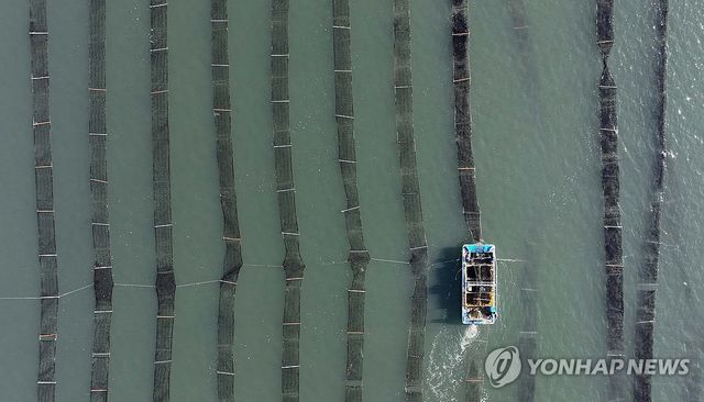 최강 한파에도 김 수확 한창
