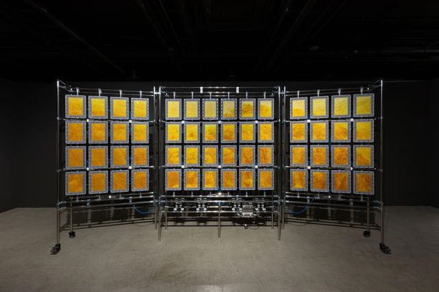 백정기, <is of 속리산 2024-4〉, 2025, 단풍잎에서 추출한 색소로 잉크젯 프린트, 에폭시 코팅, 아크릴 밀폐 챔버, 진공펌프, 산소제거장치, 투명호스, 스테인리스 구조물, 60x464x240(h)㎝[아라리오뮤지엄 제공. 재판매 및 DB 금지]