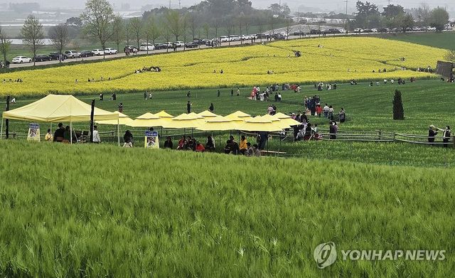 붐비는 '폭싹 속았수다' 촬영지 고창 청보리밭