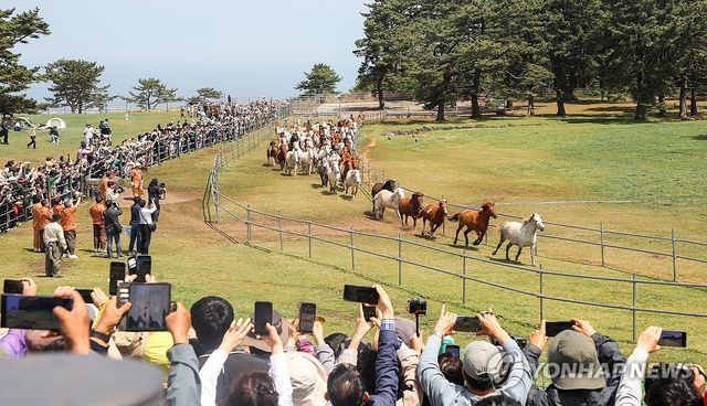 힘차게 달리는 천연기념물 제주마