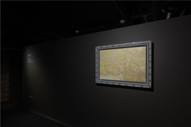 is of 내장산 2023-1 전시 모습. 에폭시 코팅하지 않고 산소차단 장치 없이 보관해 색소가 많이 사라진 모습을 보여준다[아라리오뮤지엄 제공. 재판매 및 DB 금지]