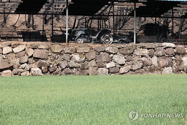 '살아남은 보리, 산불에 타버린 농기계'