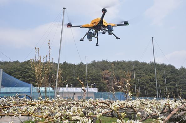 울주군, 드론 활용 배꽃 인공수분 작업