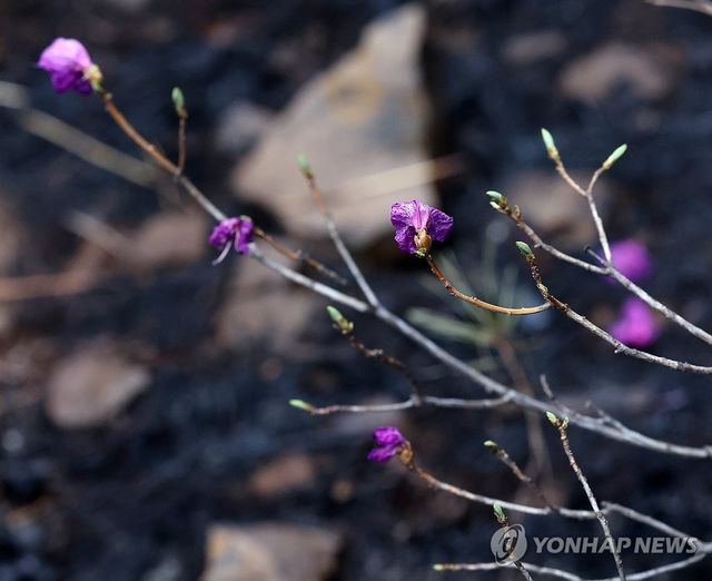 그래도 꽃은 살았다