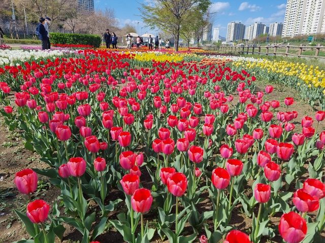 동대문구 중랑천 사계정원에 튤립 '활짝'