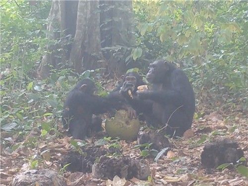 알코올이 든 발효 과일 나눠 먹는 침팬지들