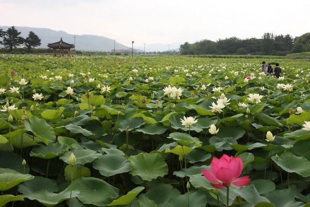 경주 동궁과 월지 연꽃단지
