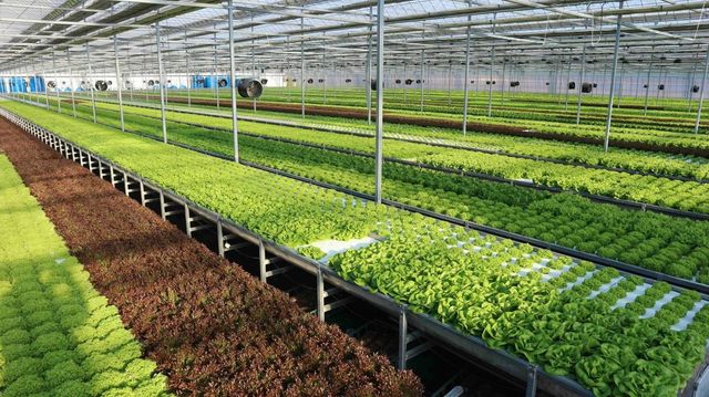 롯데마트, 기후 위기 대응 '스마트팜' 농산물 50여개 품목으로 확대