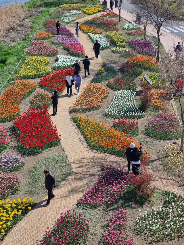 동대문구 중랑천에서 튤립을 즐기는 시민들